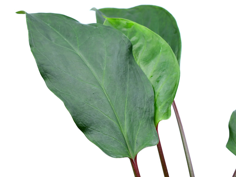 Chlorospatha sp 'Morona Santiago'