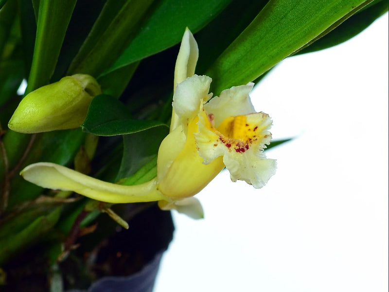 Aetheorhyncha andreettae