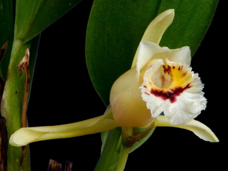 Aetheorhyncha andreettae