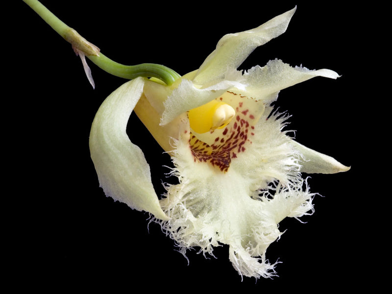 Chondroscaphe embreei