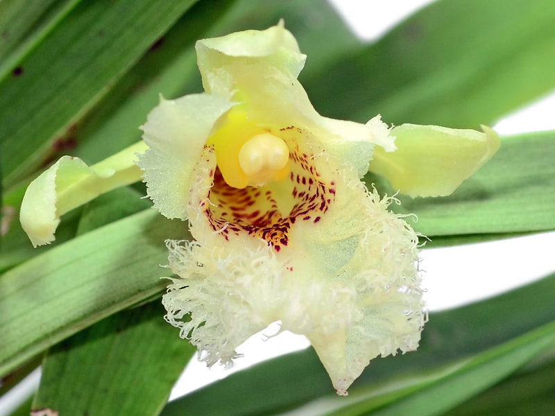 Chondroscaphe embreei