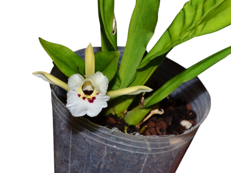 Chondroscaphe merana