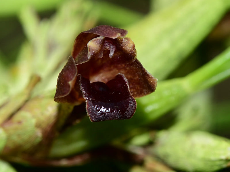 Maxillaria nardoides