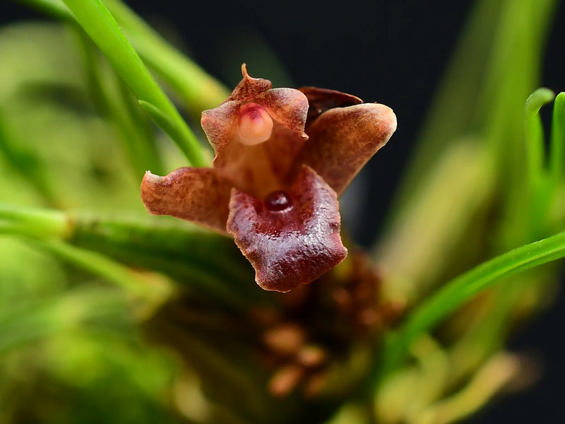 Maxillaria nardoides