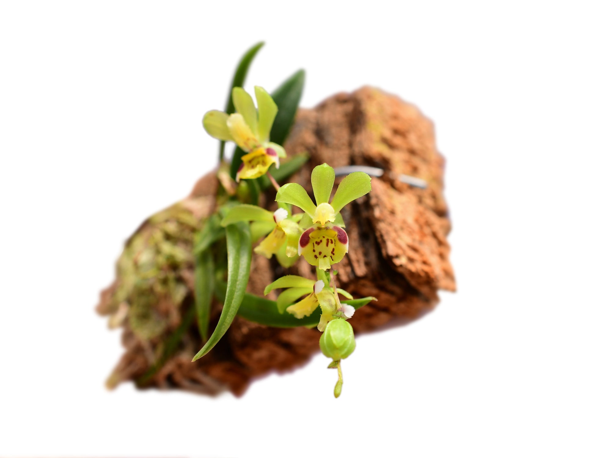 Chytroglossa aurata