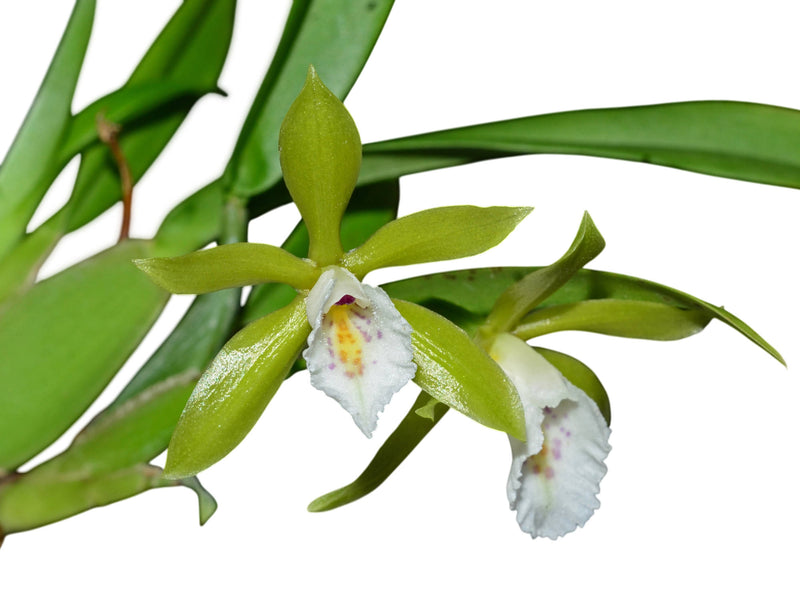 Cischweinfia leucocheila