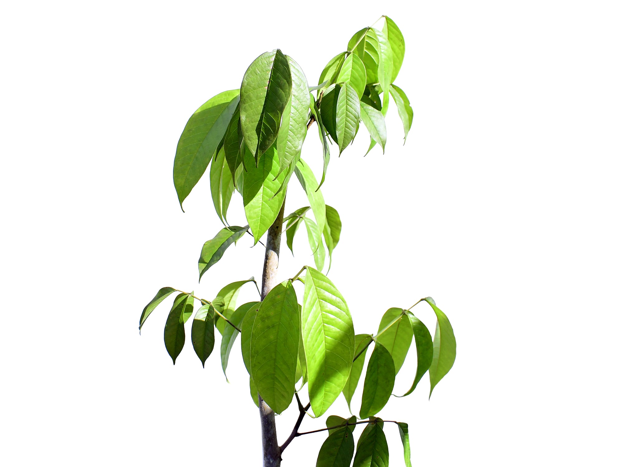 Citharexylum spinosum
