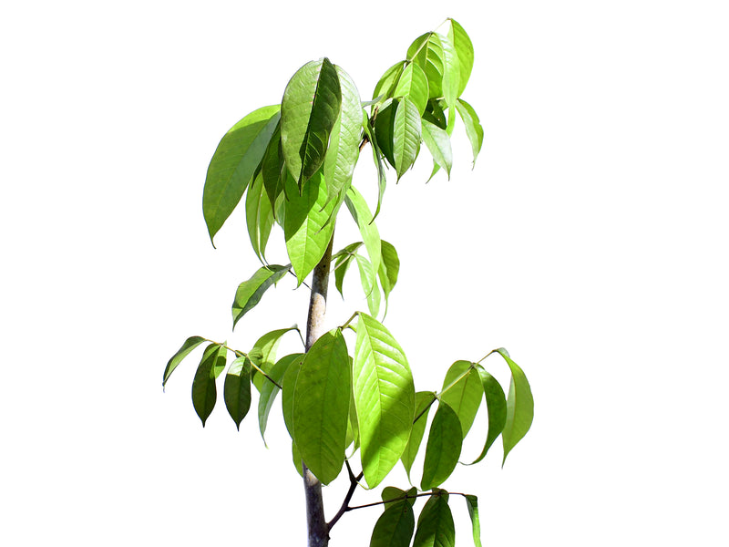 Citharexylum spinosum