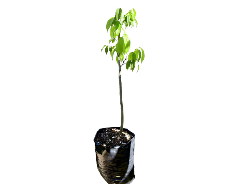 Citharexylum spinosum