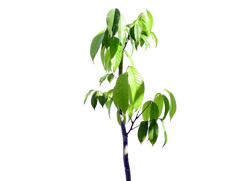 Citharexylum spinosum