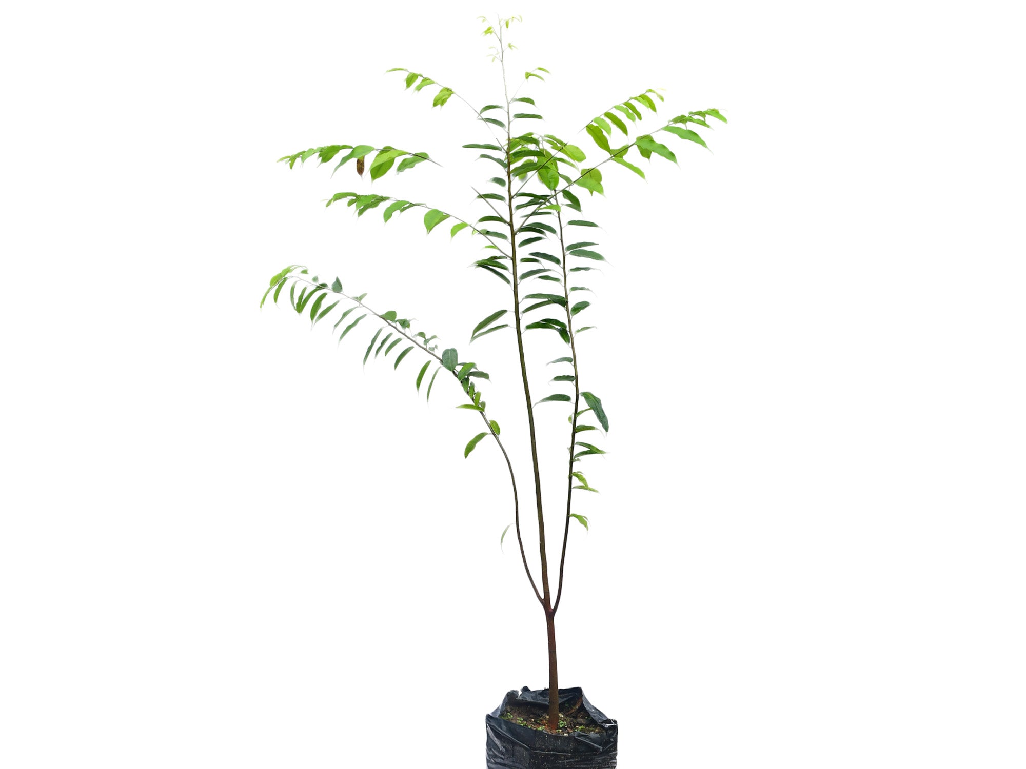 Clarisia racemosa 1