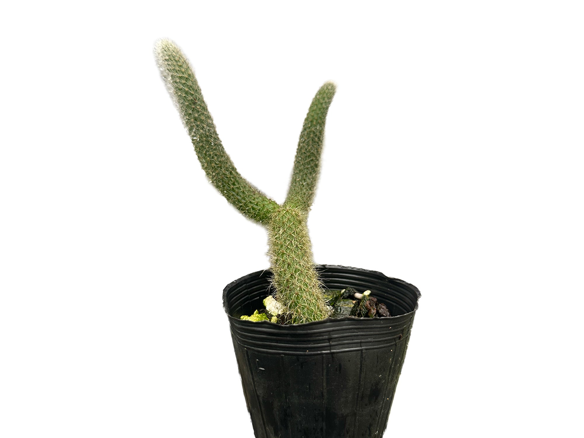 saguaro cactus plant for sale Saguaro Cactus