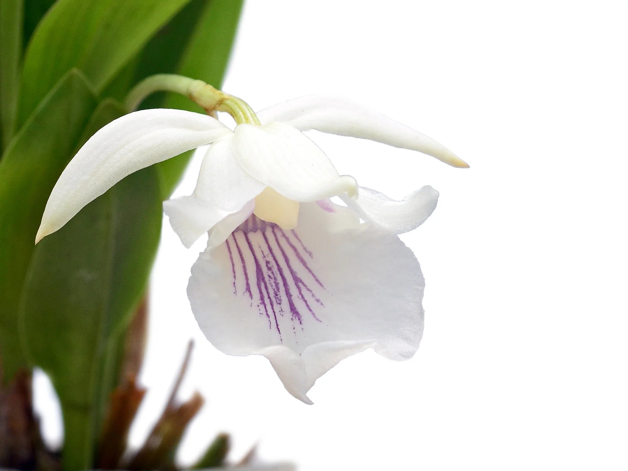 Warczewiczella amazonica