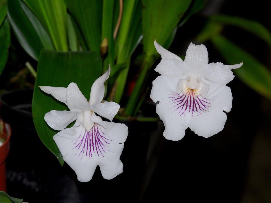 Cochleanthes amazonica