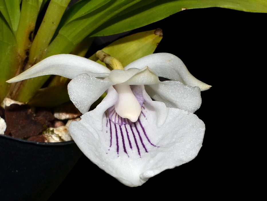 Cochleanthes amazonica