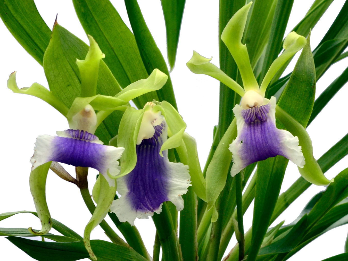 Cocleanthes (cocleanthes) es una especie de planta herbácea perenne que se encuentra en la familia de las coleácea