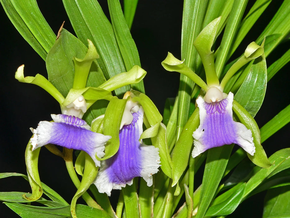 Cochleanthes aromatica