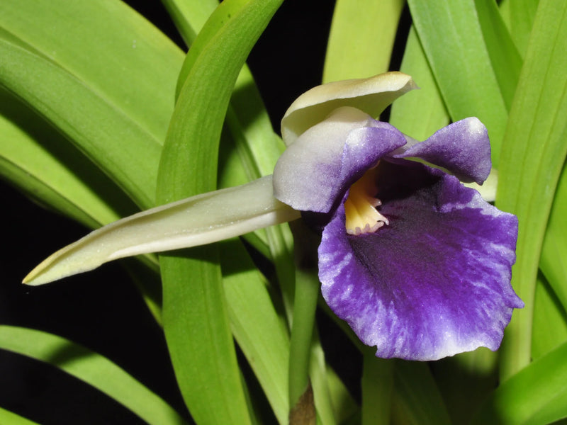Warczewiczella discolor