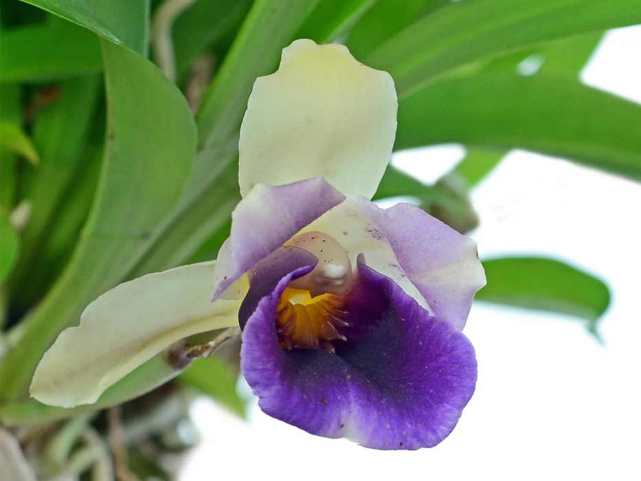 Cochleanthes discolor