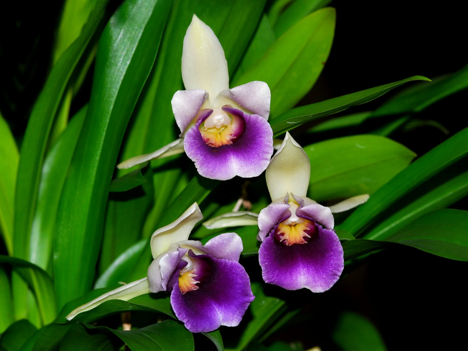 Cochleanthes discolor