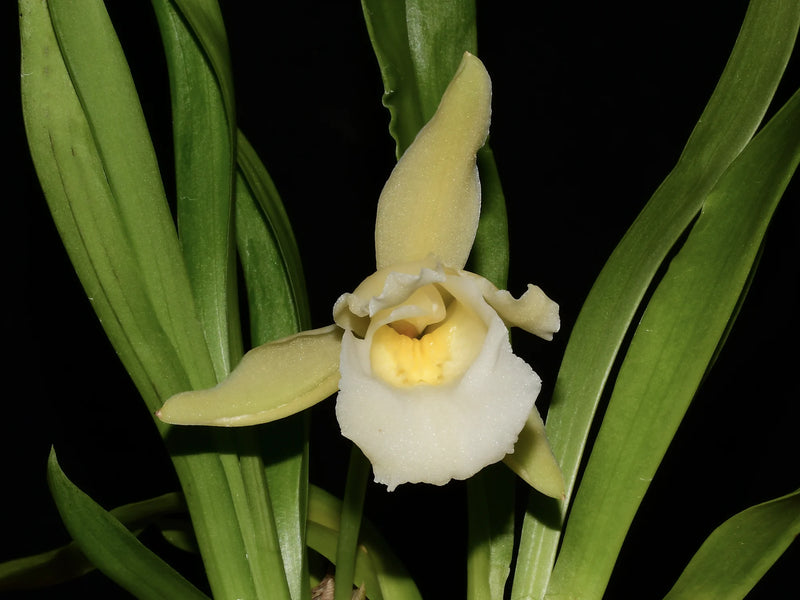Warczewiczella discolor f. alba 'Bianchi'
