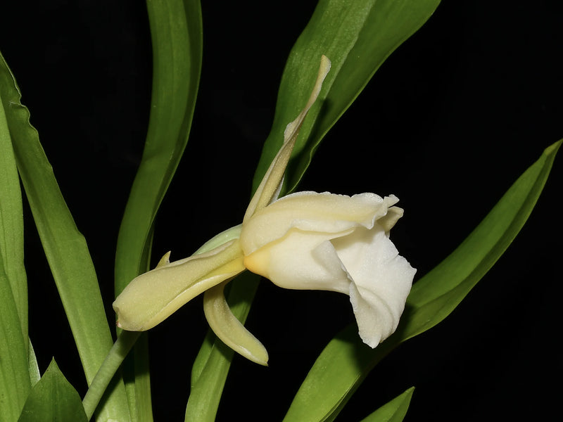 Warczewiczella discolor f. alba 'Bianchi'