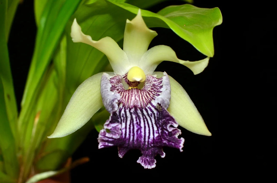 Cochleanthes flabelliformis