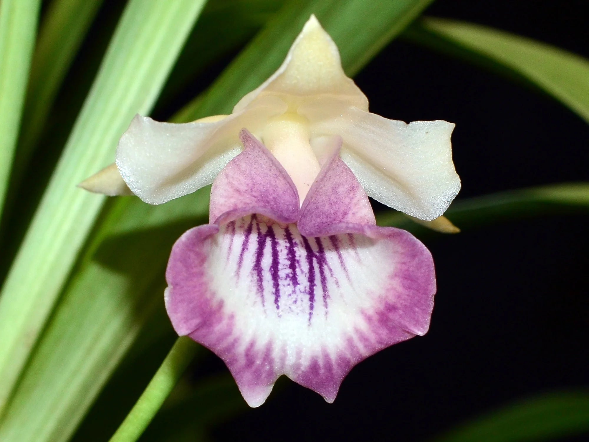 Warczewiczella marginata