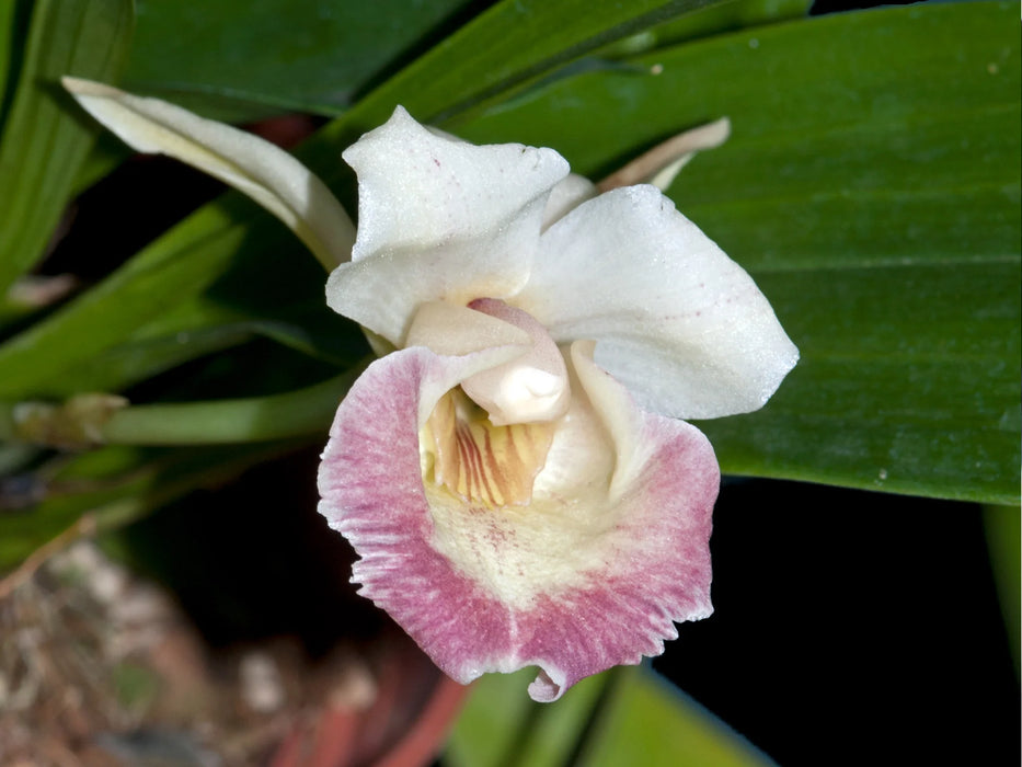 Cochleanthes marginata