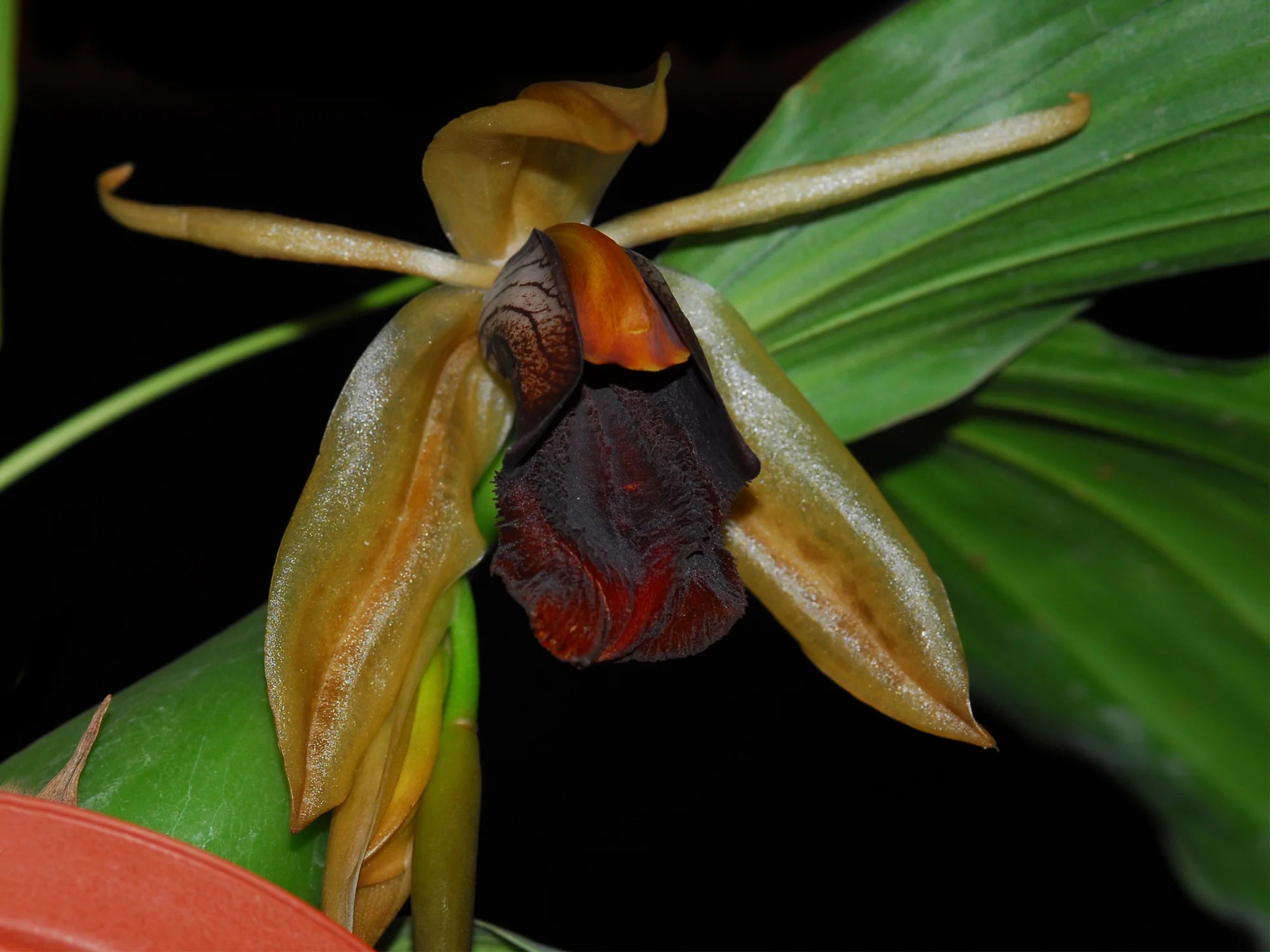 Coelogyne Lyme Bay