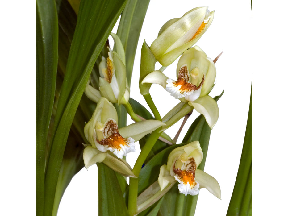 Coelogyne asperata