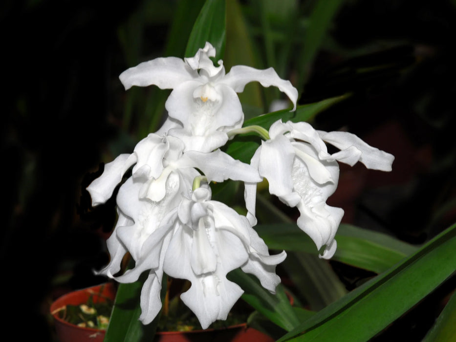 Coelogyne cristata