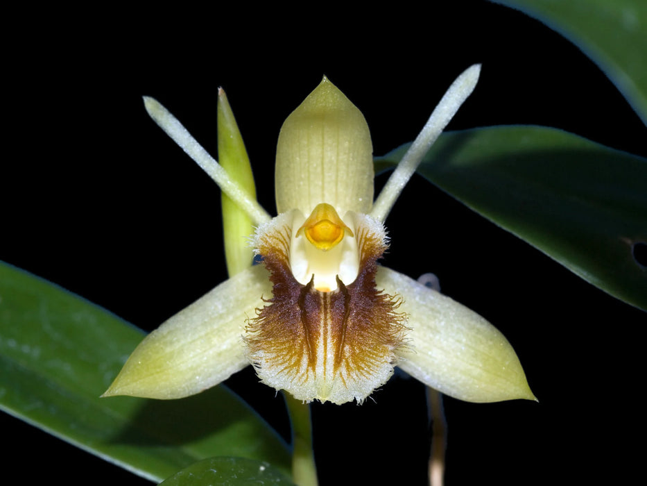 Coelogyne fimbriata