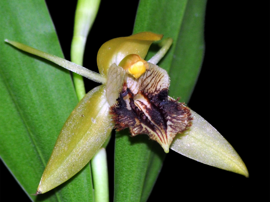 Coelogyne fimbriata