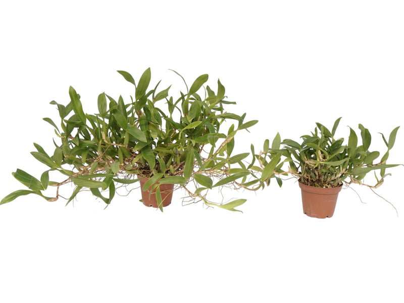 Coelogyne fimbriata (Big)