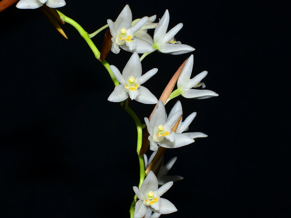 Coelogyne flaccida