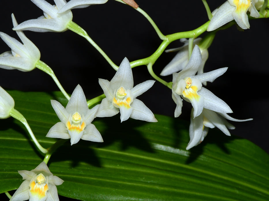 Coelogyne flaccida