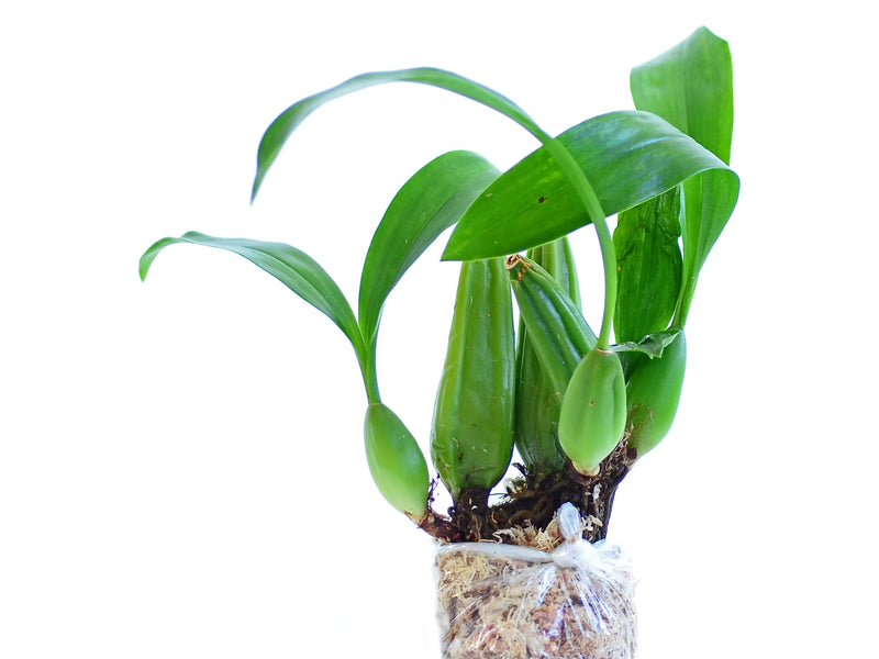 Coelogyne lawrenceana