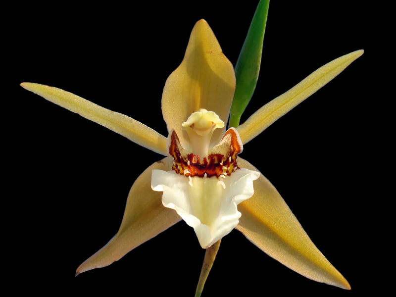 Coelogyne lawrenceana