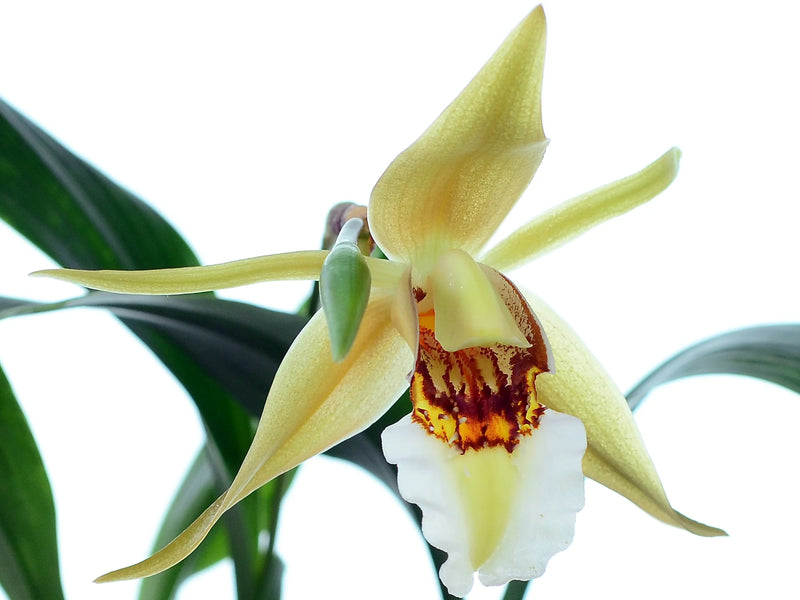 Coelogyne lawrenceana