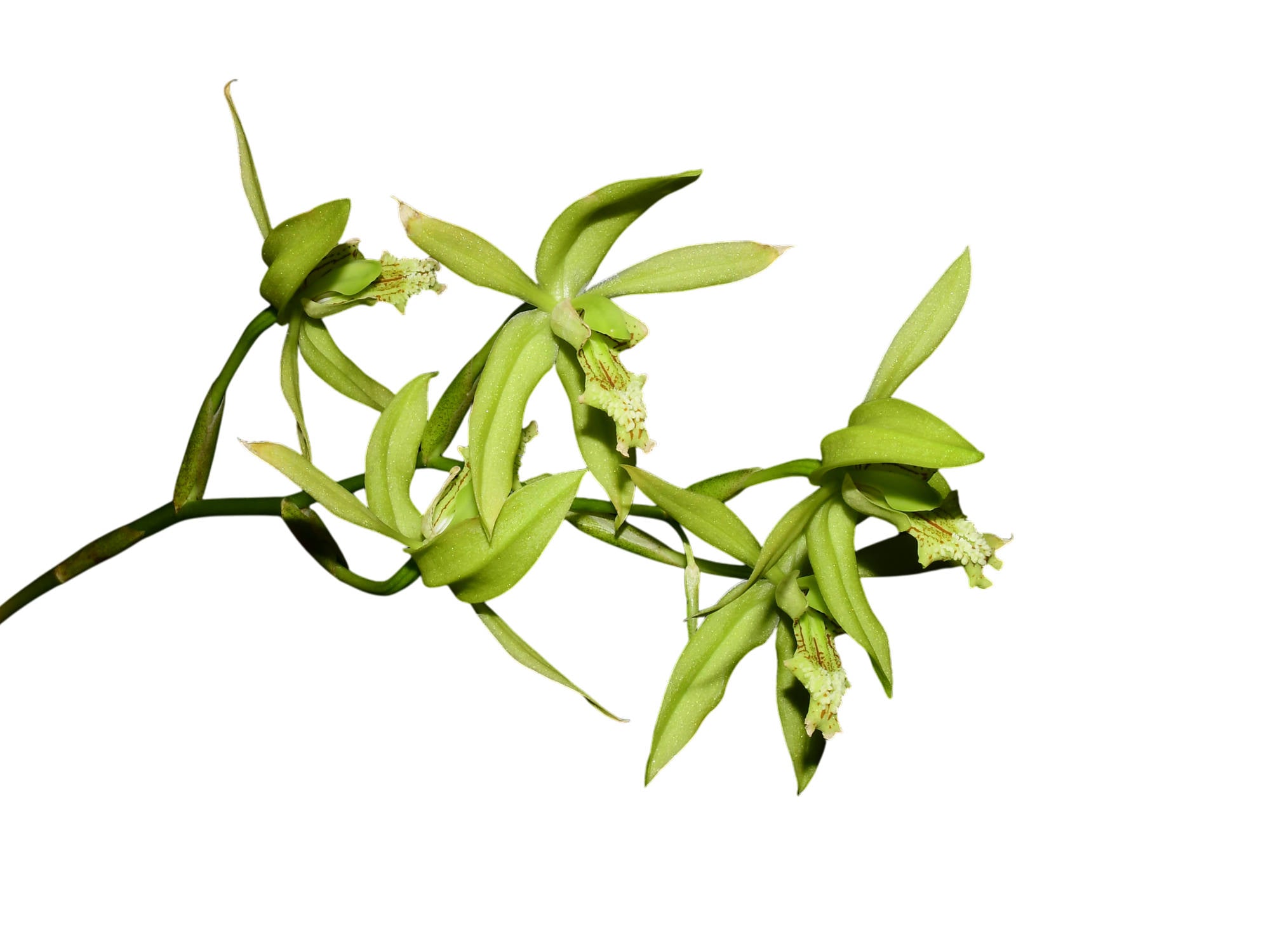 Coelogyne mayeriana