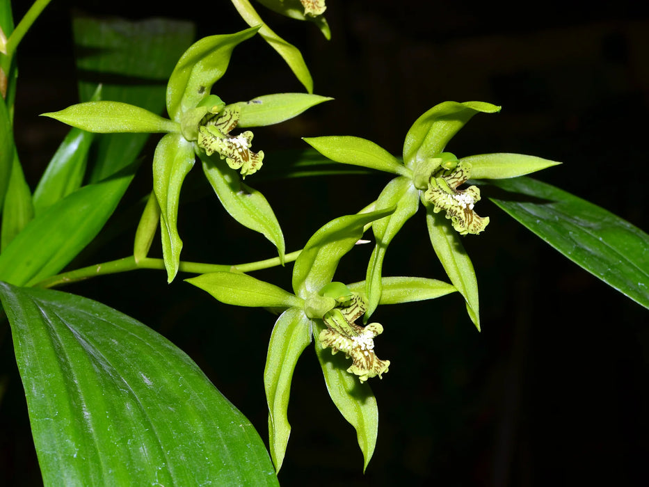 Coelogyne mayeriana