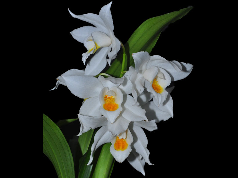 Coelogyne mooreana