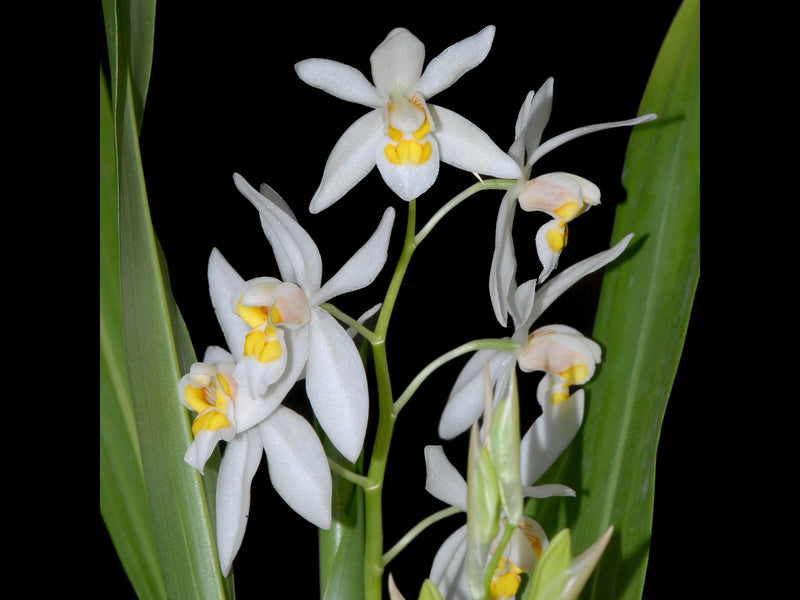 Coelogyne nitida