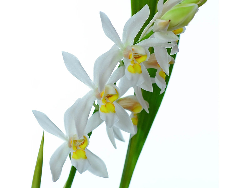 Coelogyne nitida