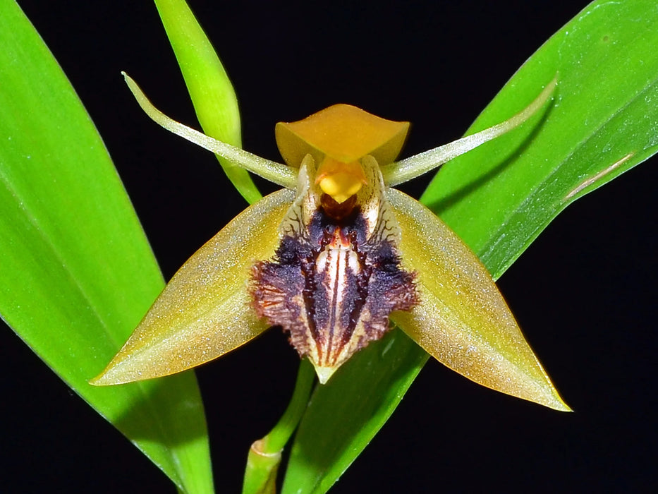 Coelogyne ovalis