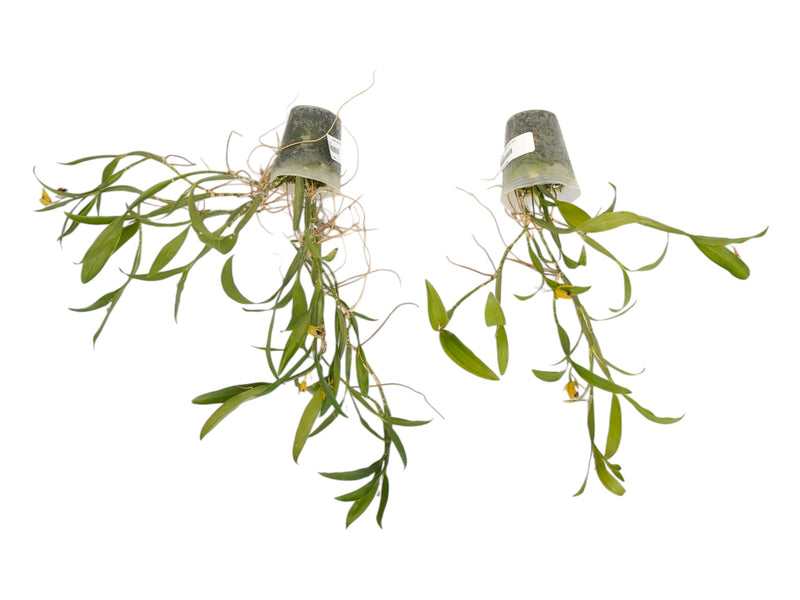 Coelogyne ovalis (Big)