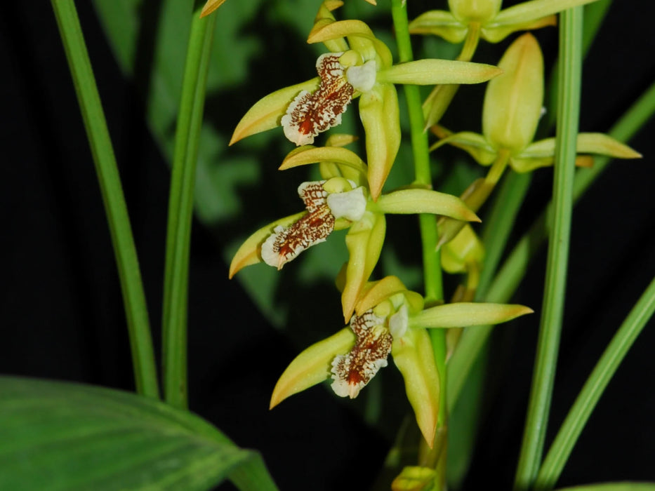 Coelogyne peltastes