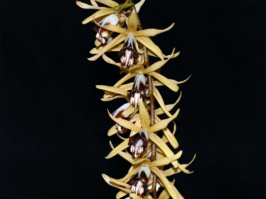 Coelogyne pulverula