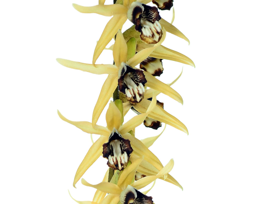 Coelogyne pulverula